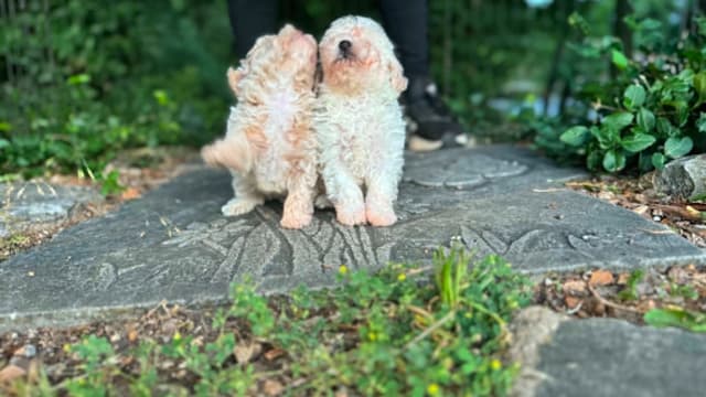 Tinypoos Poodle Puppies media 4