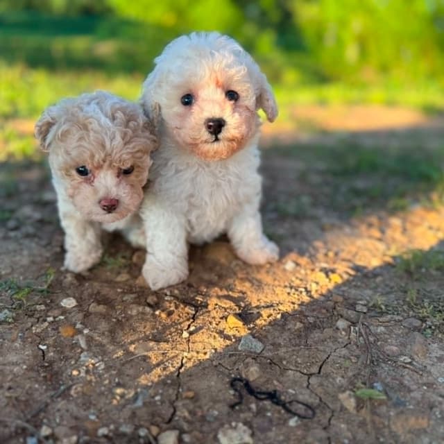 Tinypoos Poodle Puppies media 8