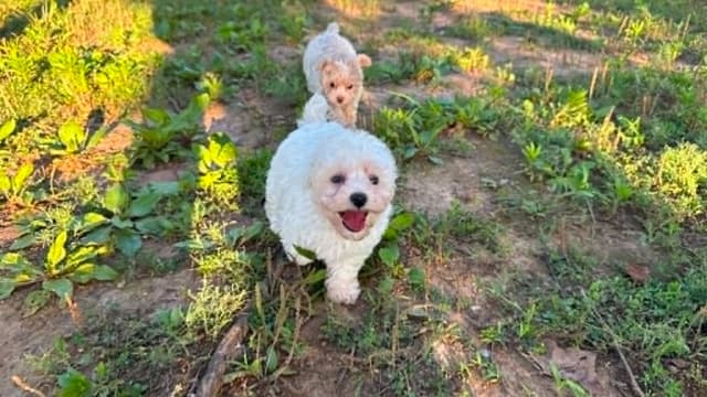 Tinypoos Poodle Puppies media 7