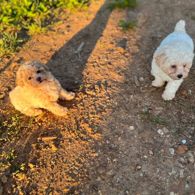 Tinypoos Poodle Puppies media 10