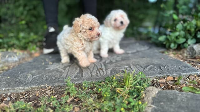 Tinypoos Poodle Puppies media 9