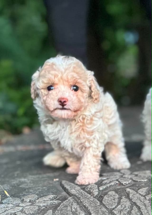 Tinypoos Poodle Puppies media 15