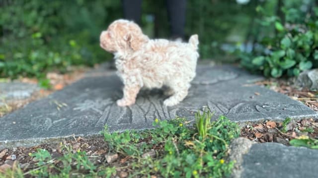 Tinypoos Poodle Puppies media 11