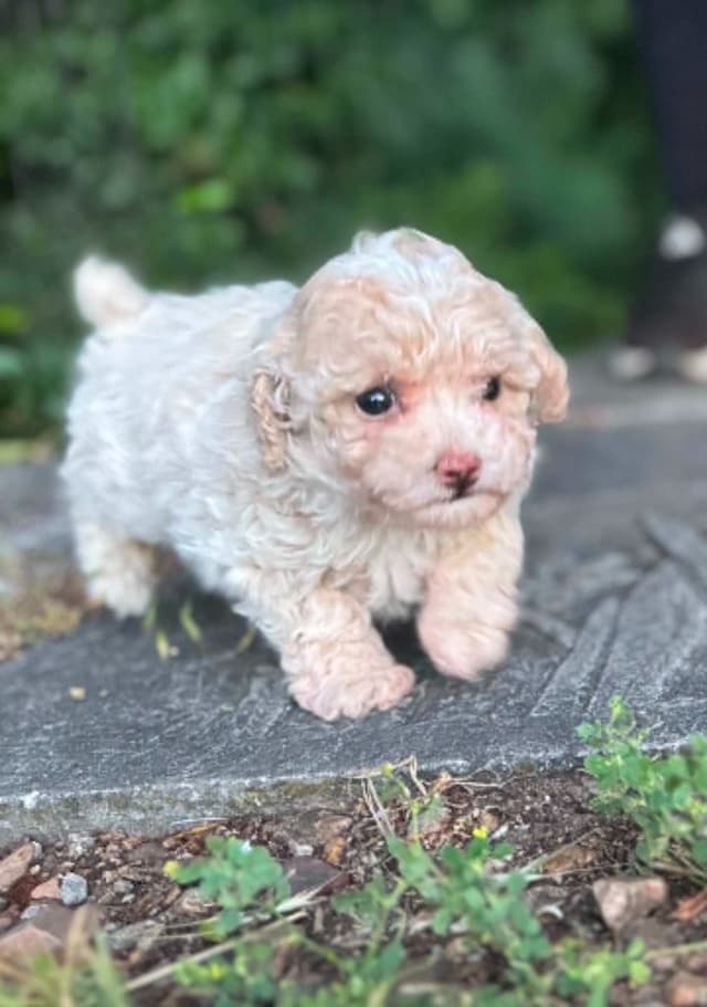 Tinypoos Poodle Puppies media 13