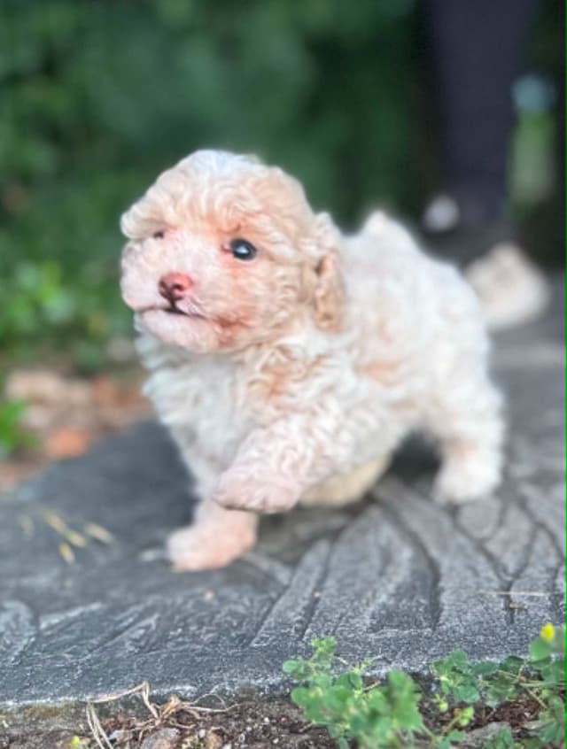 Tinypoos Poodle Puppies media 12