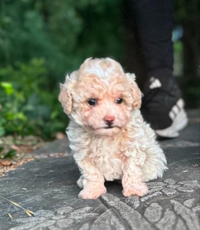 Tinypoos Poodle Puppies media 19