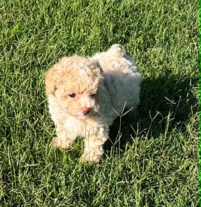 Tinypoos Poodle Puppies media 16