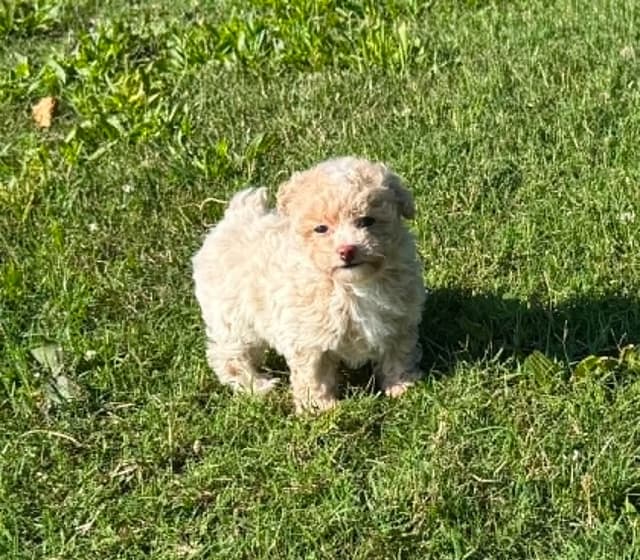 Tinypoos Poodle Puppies media 14
