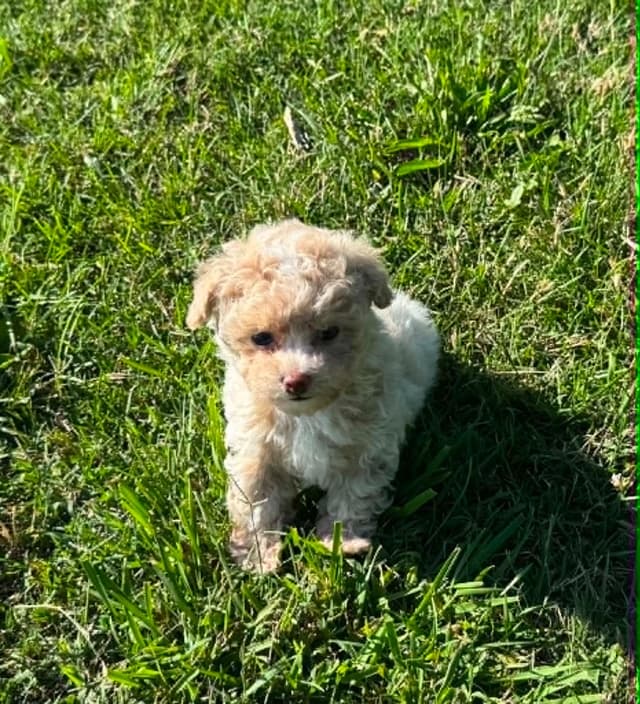 Tinypoos Poodle Puppies media 20