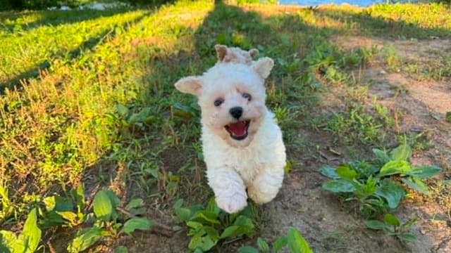Tinypoos Poodle Puppies media 24