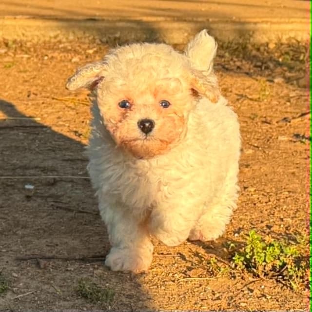 Tinypoos Poodle Puppies media 22