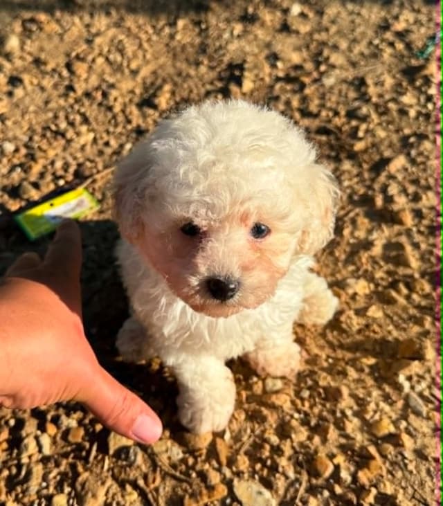 Tinypoos Poodle Puppies media 28