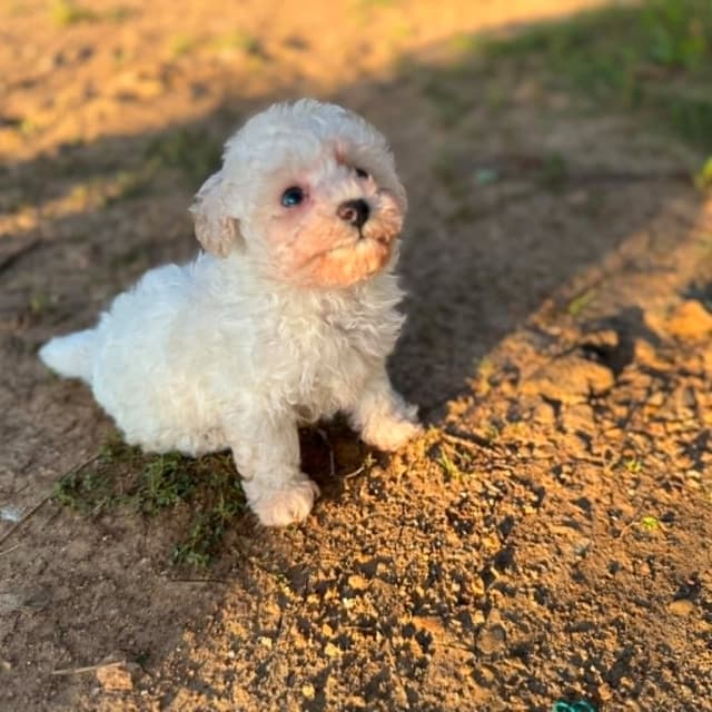Tinypoos Poodle Puppies media 23