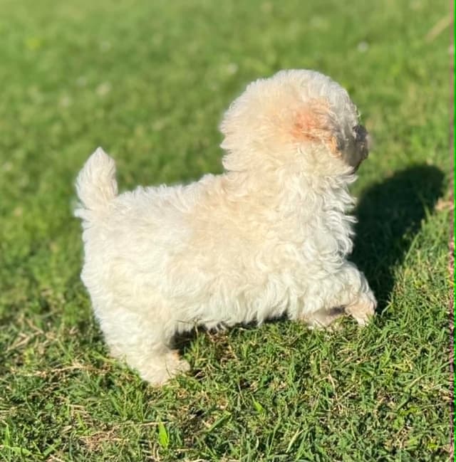 Tinypoos Poodle Puppies media 26