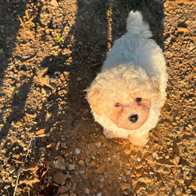 Tinypoos Poodle Puppies media 25