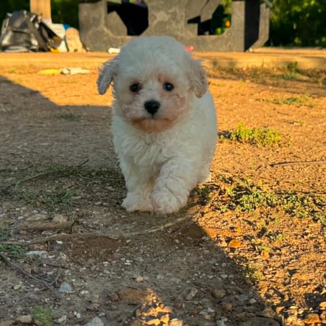 Tinypoos Poodle Puppies media 30