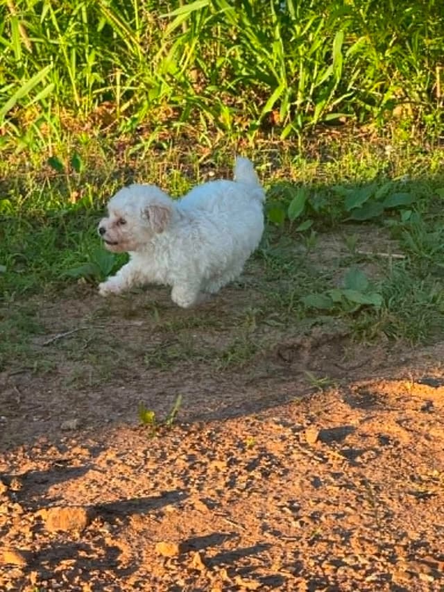 Tinypoos Poodle Puppies media 29