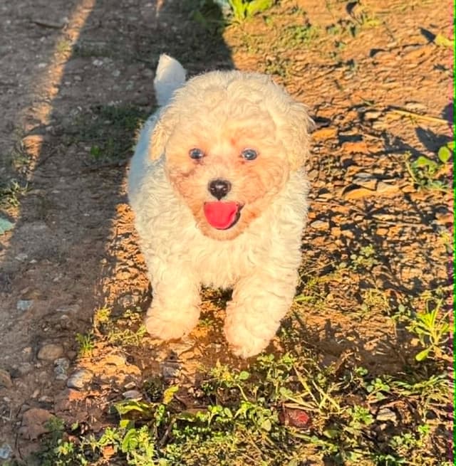 Tinypoos Poodle Puppies media 27