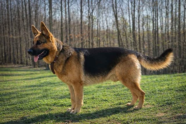 German Shepherd Dog Puppies media 3
