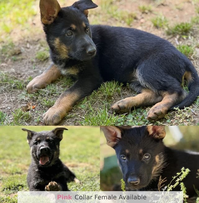German Shepherd Dog Puppies media 4