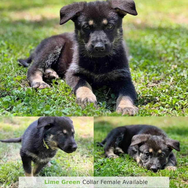 German Shepherd Dog Puppies media 5