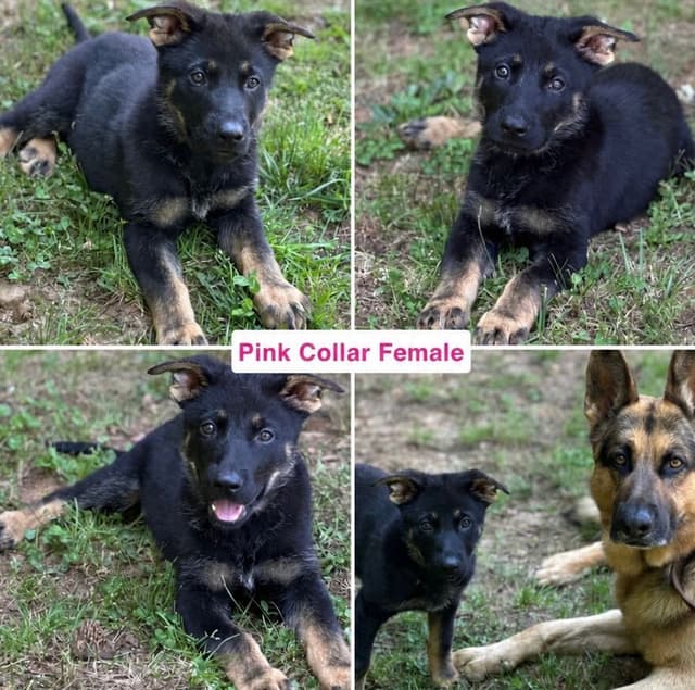 German Shepherd Dog Puppies media 6