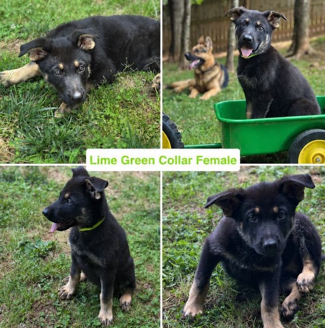 German Shepherd Dog Puppies media 7