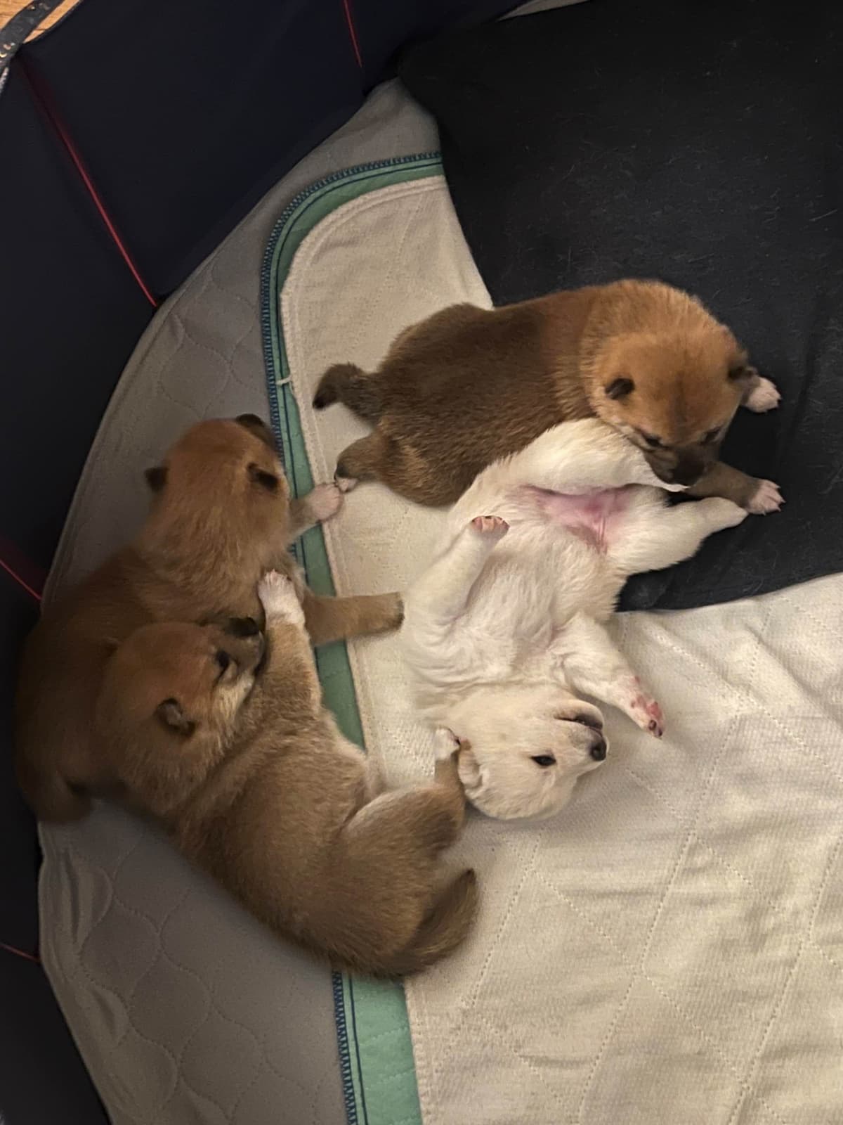 Shiba Inu Puppies breeder image 1