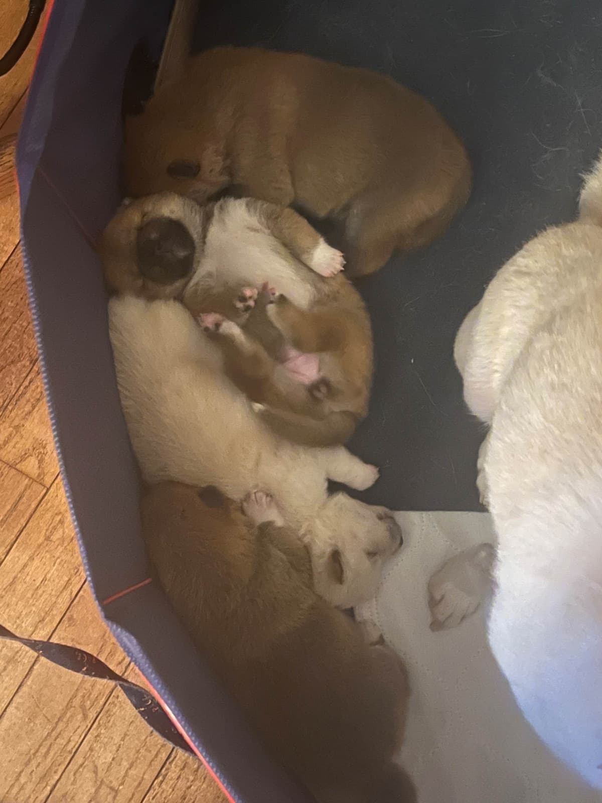 Shiba Inu Puppies breeder image 2