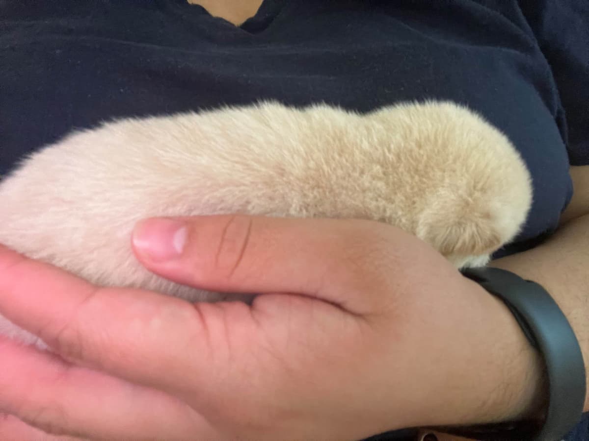 Shiba Inu Puppies breeder image 3
