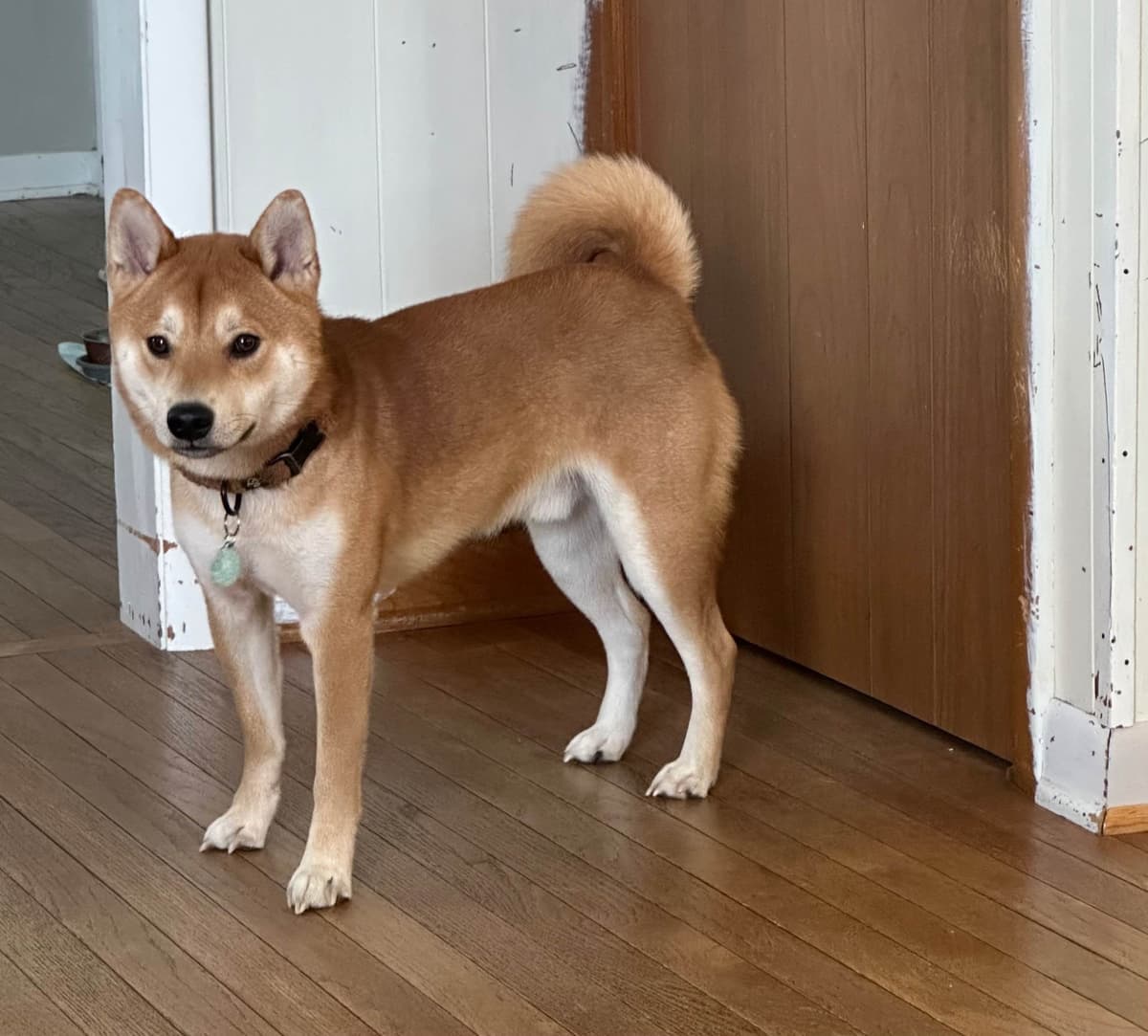 Shiba Inu Puppies breeder image 5