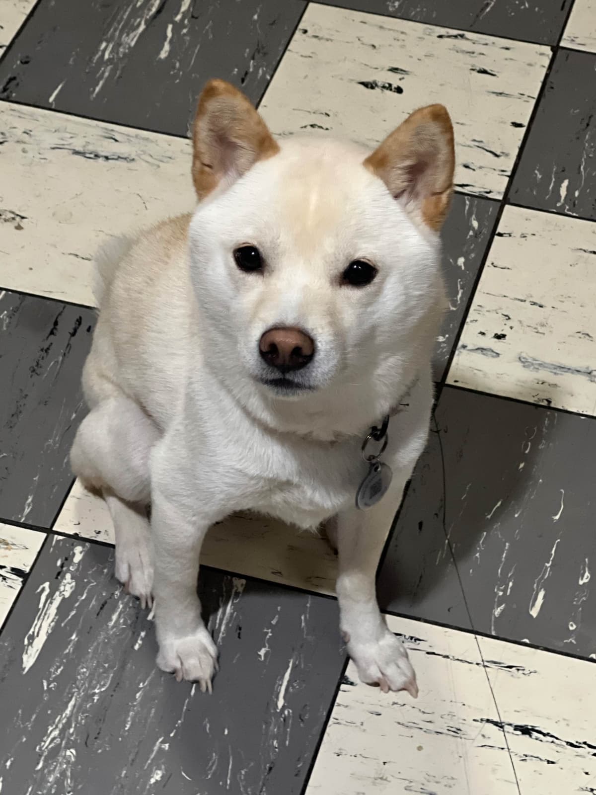 Shiba Inu Puppies breeder image 6