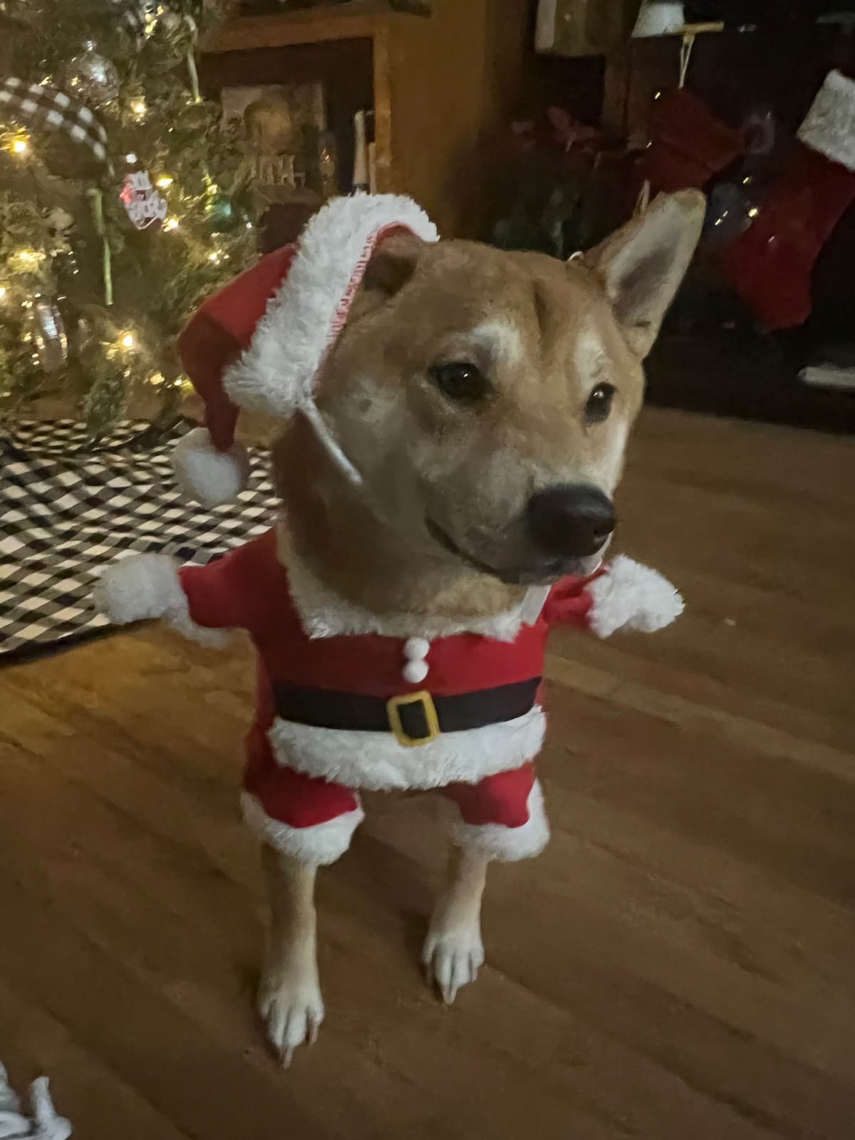 Shiba Inu Puppies breeder image 7