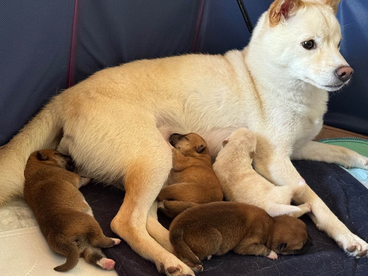Shiba Inu Puppies breeder image 8