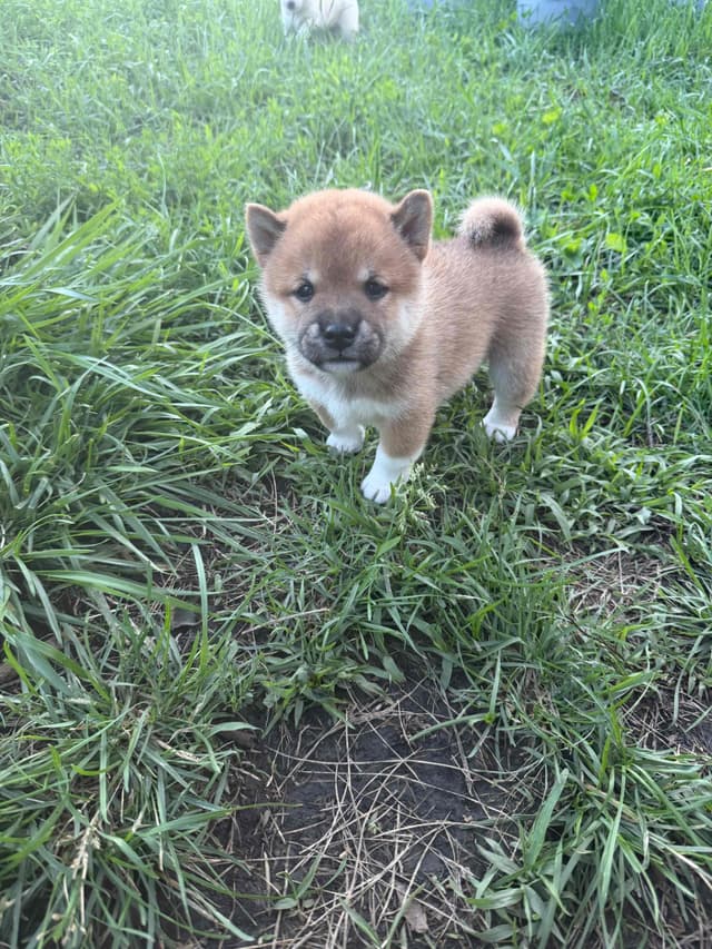 Shiba Inu Puppies media 2