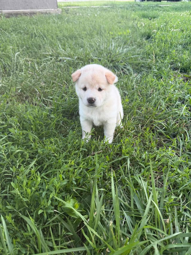 Shiba Inu Puppies media 3