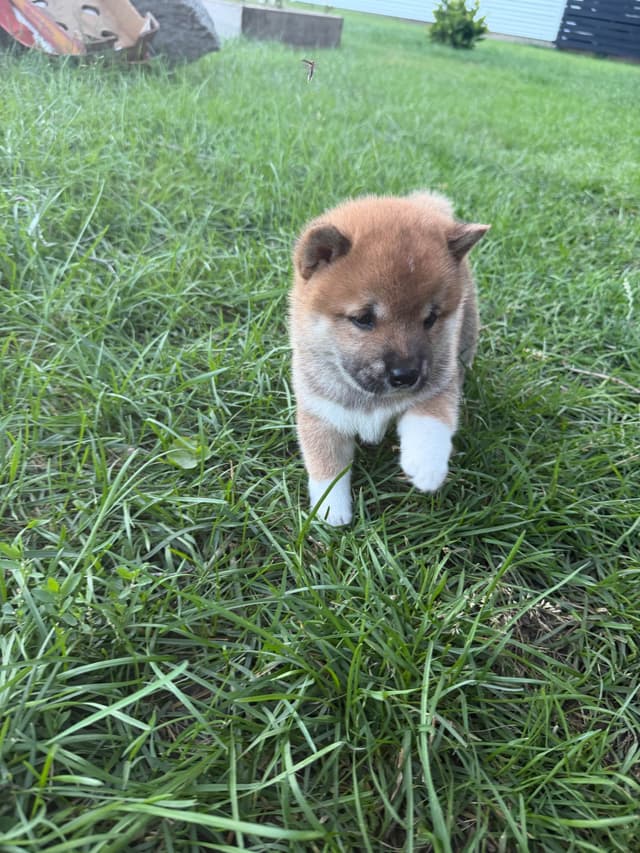 Shiba Inu Puppies media 4
