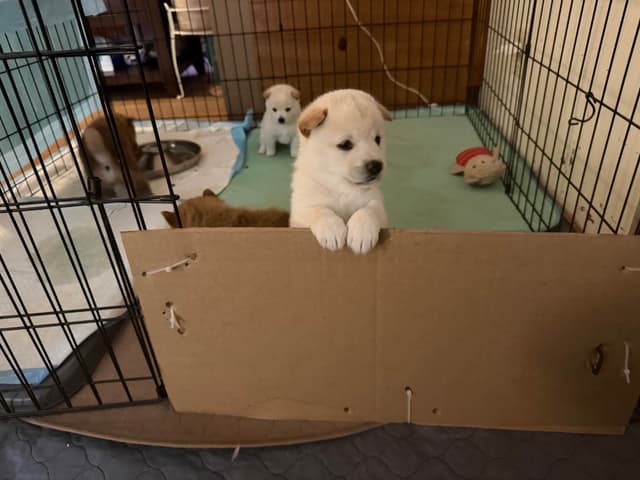 Shiba Inu Puppies media 5