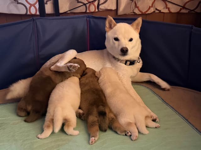 Shiba Inu Puppies media 6