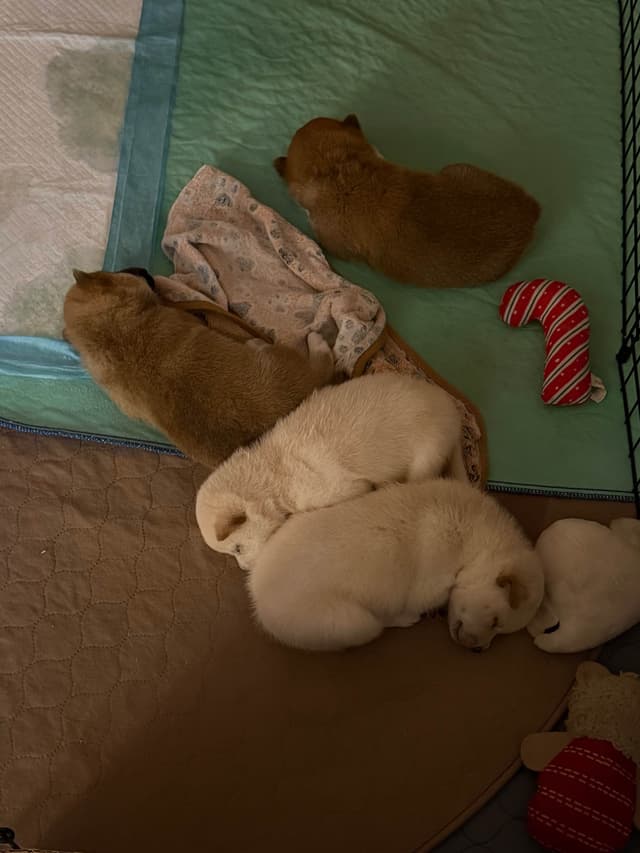 Shiba Inu Puppies media 7
