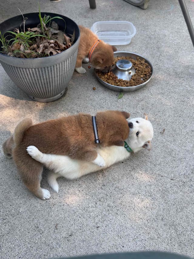 Shiba Inu Puppies media 8