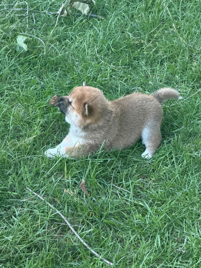 Shiba Inu Puppies media 9