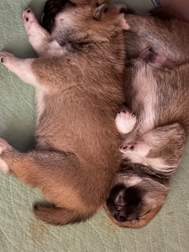 Shiba Inu Puppies media 10