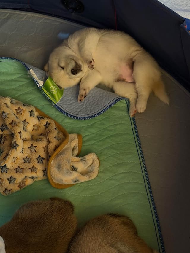 Shiba Inu Puppies media 11