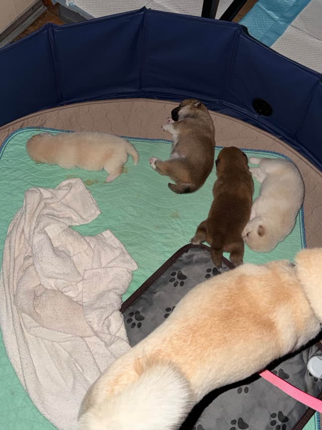 Shiba Inu Puppies media 12