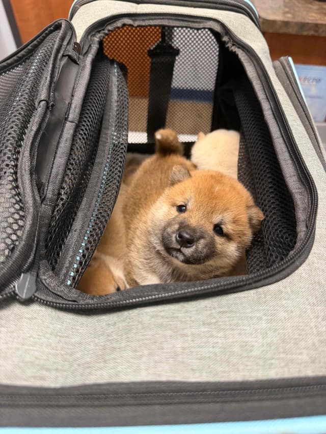 Shiba Inu Puppies media 13