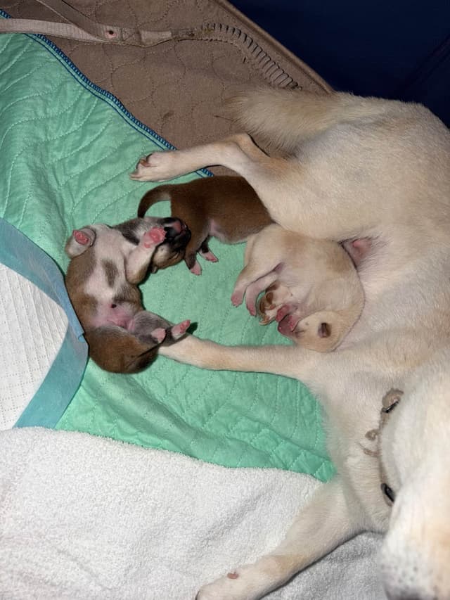 Shiba Inu Puppies media 14