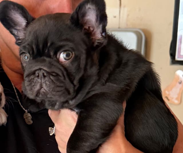 French Bulldog Puppies media 2
