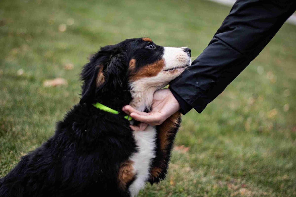 Bernese Mountain Dog Puppies breeder image 4