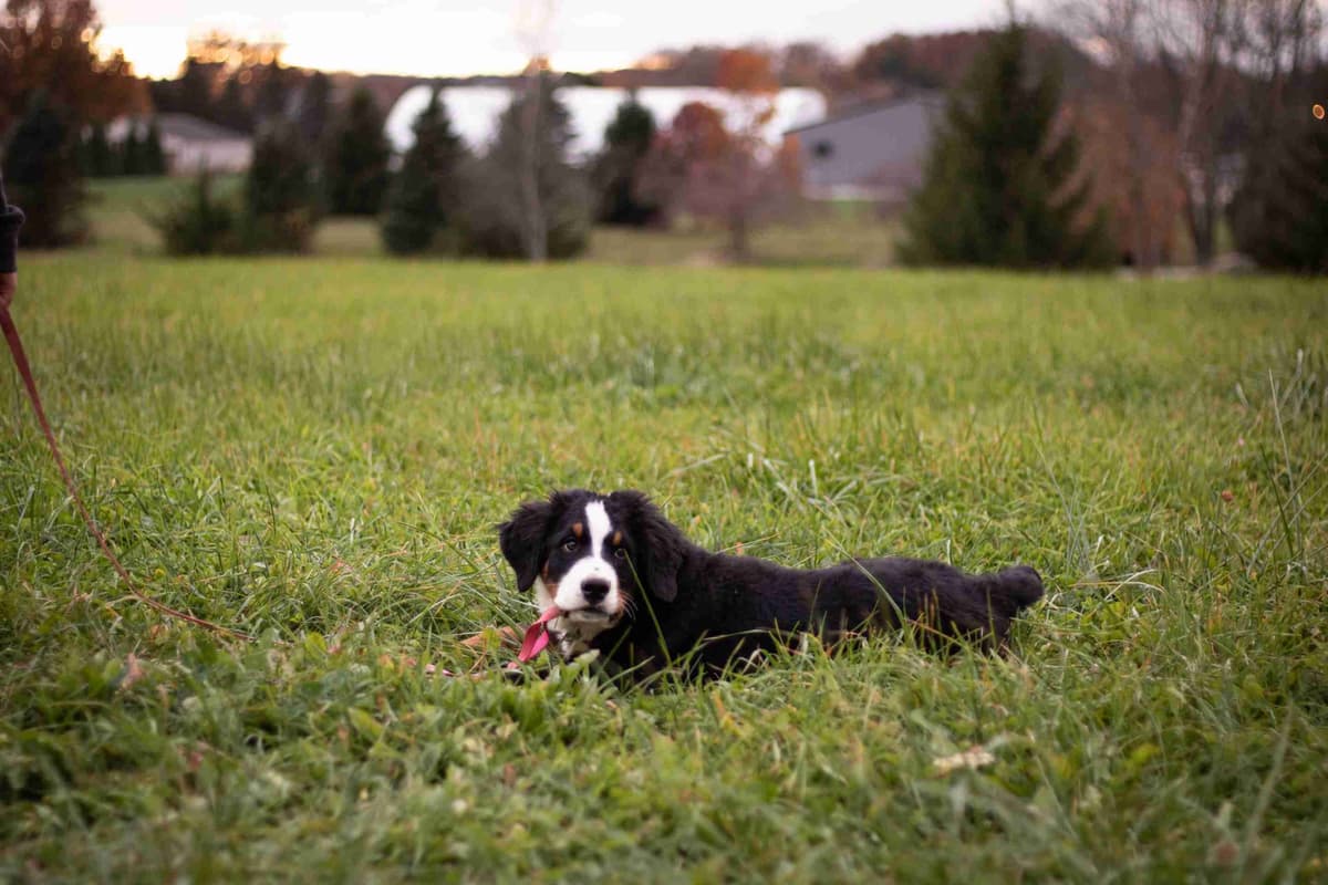 Bernese Mountain Dog Puppies breeder image 6